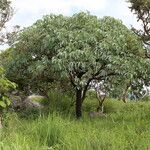 Cussonia arborea Habit