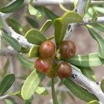 Schinus longifolia Fruit