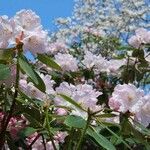 Rhododendron vernicosum Характер