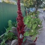 Amaranthus hybridus Цвят