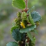 Betula nana Floare