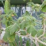Uncarina grandidieri Yaprak