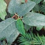 Ficus rubiginosa Blatt