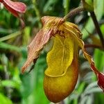 Phragmipedium longifolium Кветка