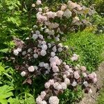 Viburnum plicatum Flower