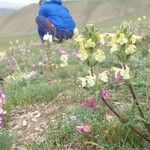 Pedicularis comosa Blad