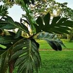 Artocarpus altilis Leaf