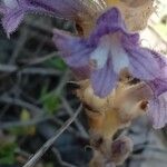 Orobanche rosmarina Bloem