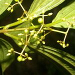 Miconia rubescens List