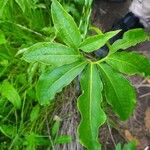 Arisaema dracontium Blatt