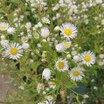 Erigeron annuus പുഷ്പം