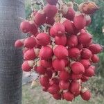 Adonidia merrillii Fruit