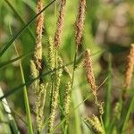Carex dispalata Žiedas