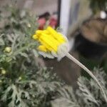 Euryops pectinatus 花