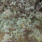 Artemisia thuscula Habit