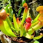 Sarracenia purpurea 形態