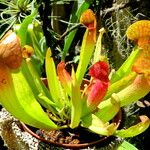 Sarracenia purpurea Hàbitat