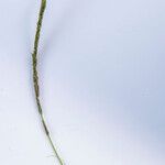 Sporobolus indicus Fula