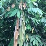 Amherstia nobilis Blad