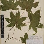 Acer campbellii Kita