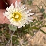 Pinaropappus roseus Flower