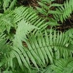 Dryopteris atrata Листок