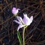 Cephalanthera rubra Floare