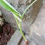 Xanthosoma taioba Hoja