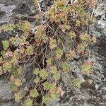 Aeonium goochiae Hábito