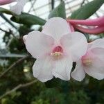 Rhododendron armitii Flor