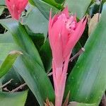 Billbergia pyramidalis Flower