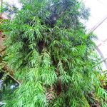 Afrocarpus mannii Habit
