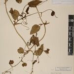 Smilax menispermoidea Other