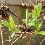 Viburnum × bodnantense Blad