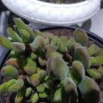Crassula rogersii Hoja