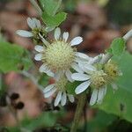 Pericallis appendiculata Flower