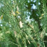 Asparagus tenuifolius Çiçek