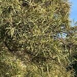 Searsia lancea Blatt