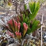 Schizaea dichotoma Žiedas