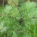 Artemisia californica Leht