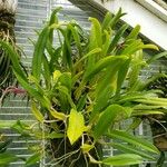 Bulbophyllum biflorum Habit