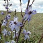 Delphinium recurvatum Цвят