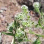 Cryptantha globuliferaКвітка