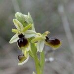 Ophrys virescens Mosusu