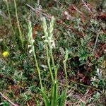 Spiranthes aestivalis Habit