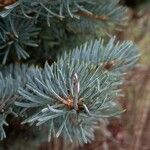 Picea pungens برگ