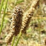 Plantago argentea Цвят