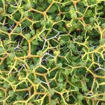 Sarcopoterium spinosum Likasa