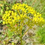 Patrinia scabiosifolia Květ