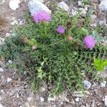 Cirsium acaulon Hábito